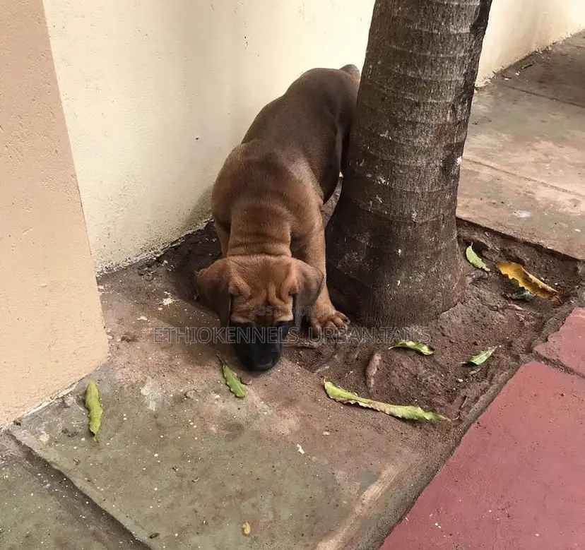 3-6 months Male Purebred Boerboel
