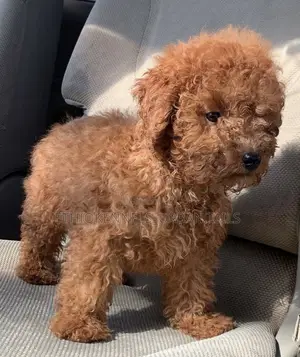Photo - 1-3 months Male Purebred Poodle