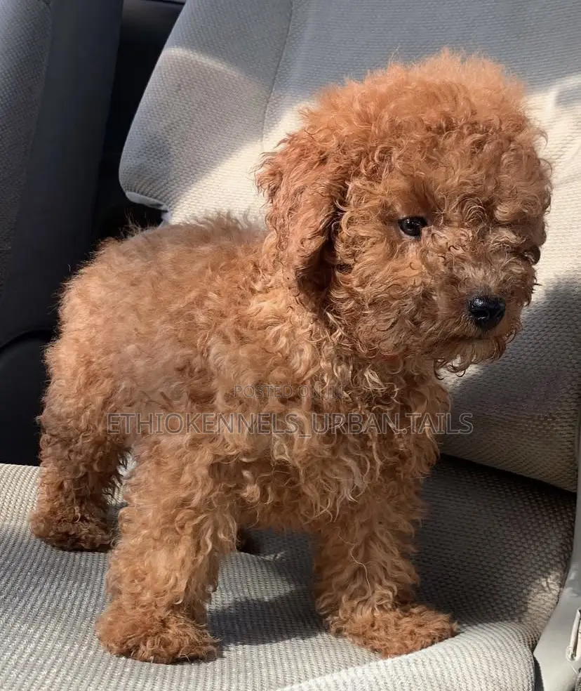 1-3 months Male Purebred Poodle