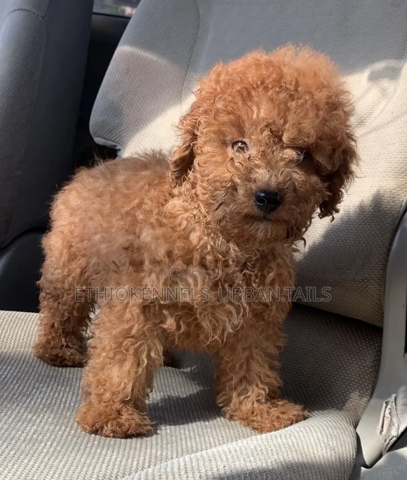1-3 months Male Purebred Poodle