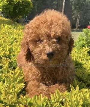 1-3 months Male Purebred Poodle