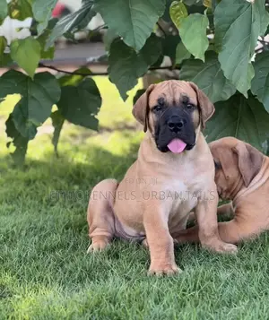 1-3 months Male Purebred Boerboel