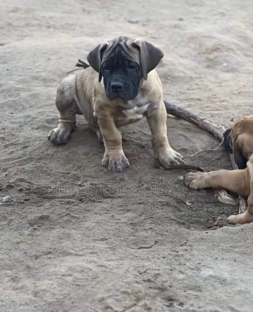 1-3 months Male Purebred Boerboel