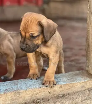 1-3 months Male Purebred American Pit Bull Terrier