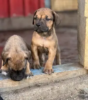 Photo - 1-3 months Male Purebred American Pit Bull Terrier