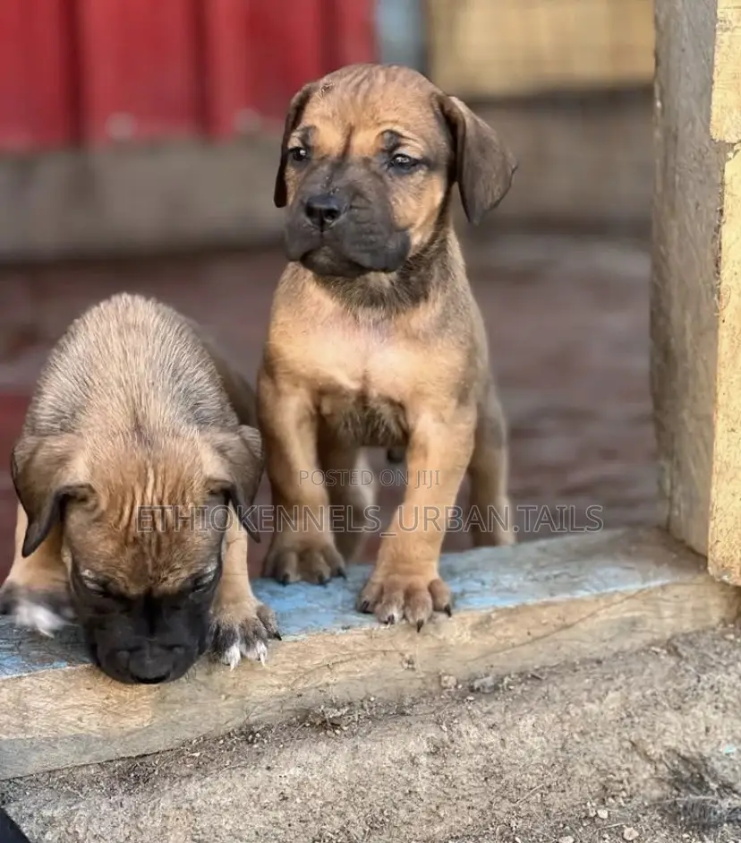 1-3 months Male Purebred American Pit Bull Terrier