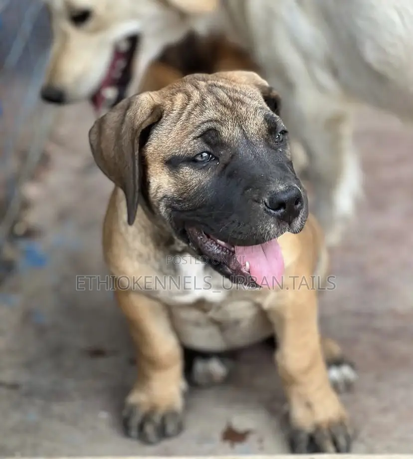 1-3 months Male Purebred Boerboel