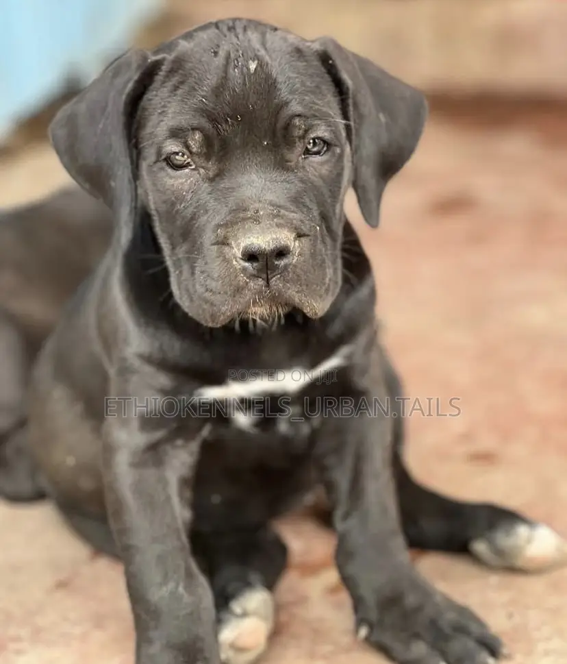 1-3 months Male Purebred Boerboel