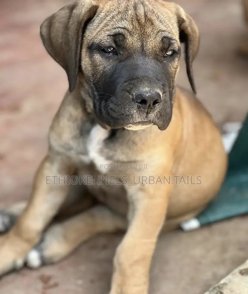 1-3 months Male Purebred Boerboel
