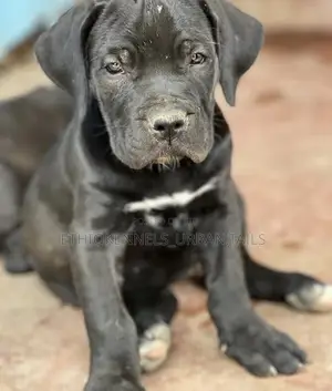 1-3 months Male Purebred Boerboel