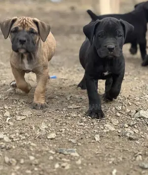 Photo - 1-3 months Male Purebred Boerboel