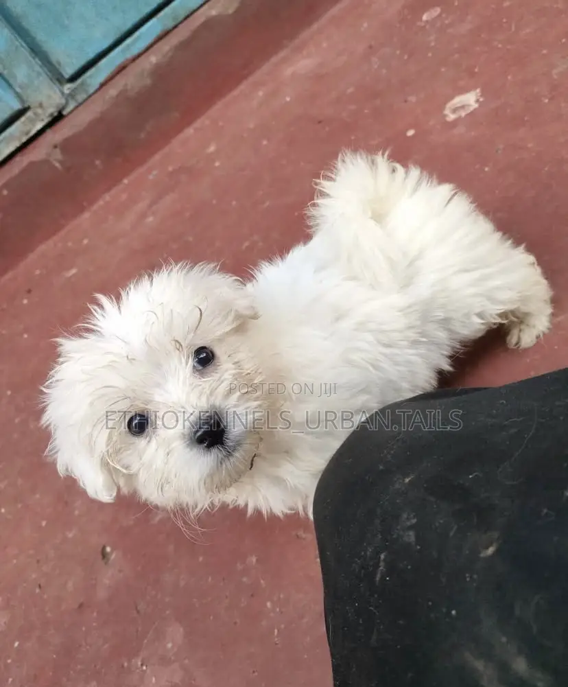 1-3 months Female Purebred Maltese