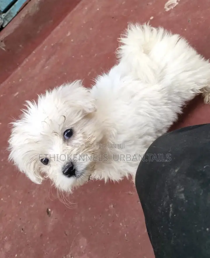 1-3 months Female Purebred Maltese