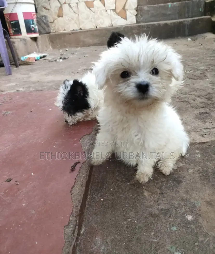 1-3 months Female Purebred Maltese