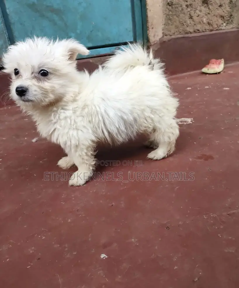 1-3 months Female Purebred Maltese