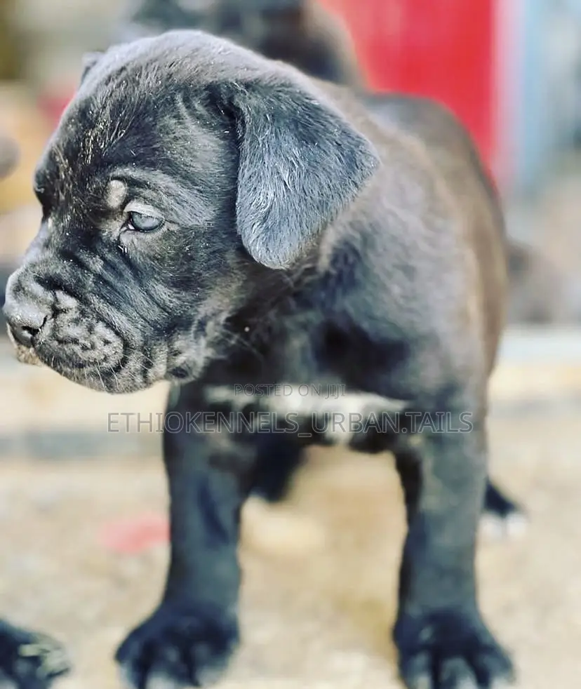 1-3 months Male Purebred Bullmastiff