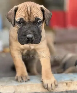 Photo - 1-3 months Male Purebred Bullmastiff