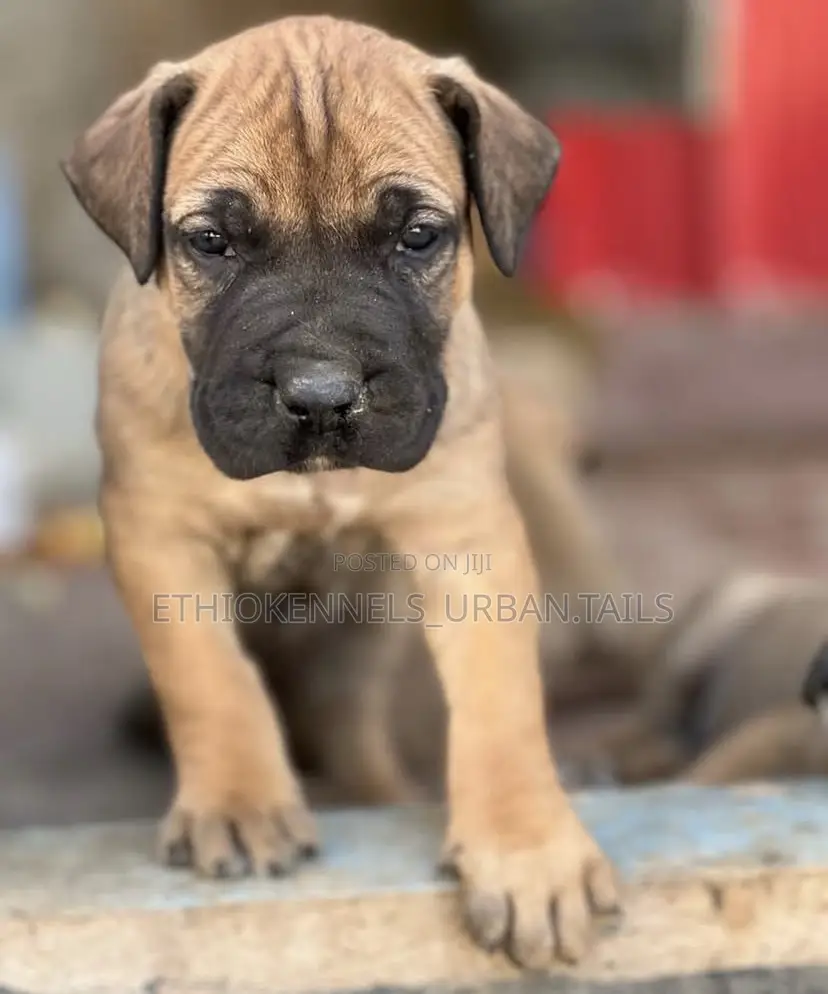 1-3 months Male Purebred Bullmastiff