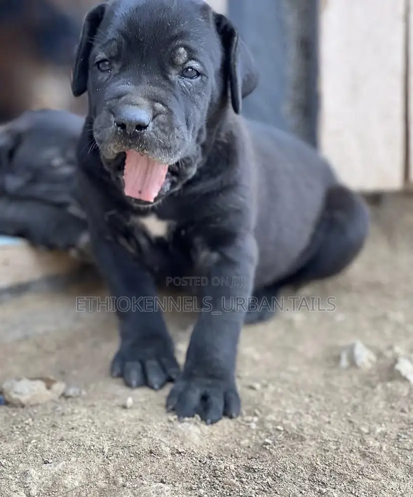 1-3 months Male Purebred Bullmastiff