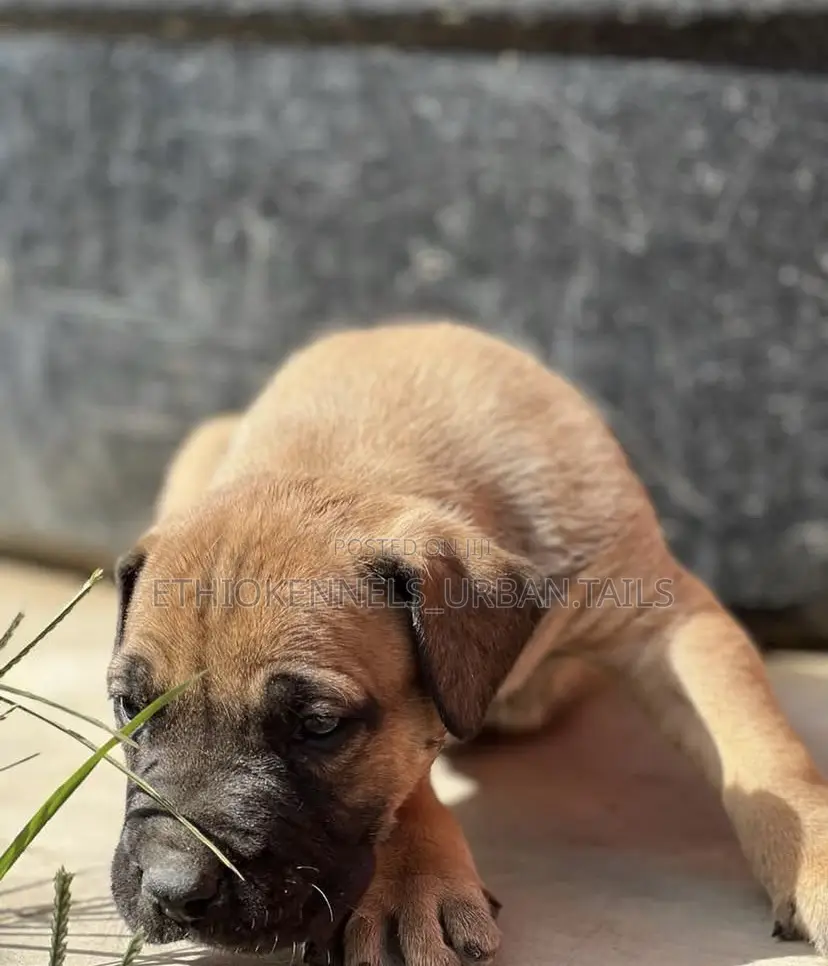 1-3 months Male Purebred Bullmastiff