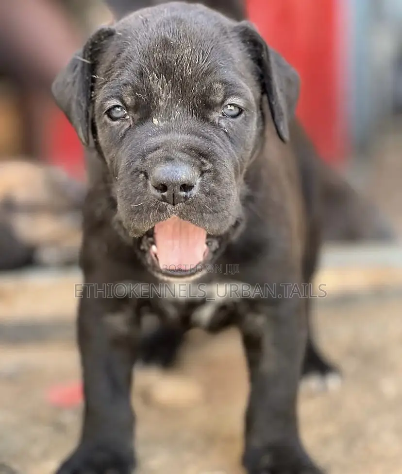 1-3 months Male Purebred Bullmastiff