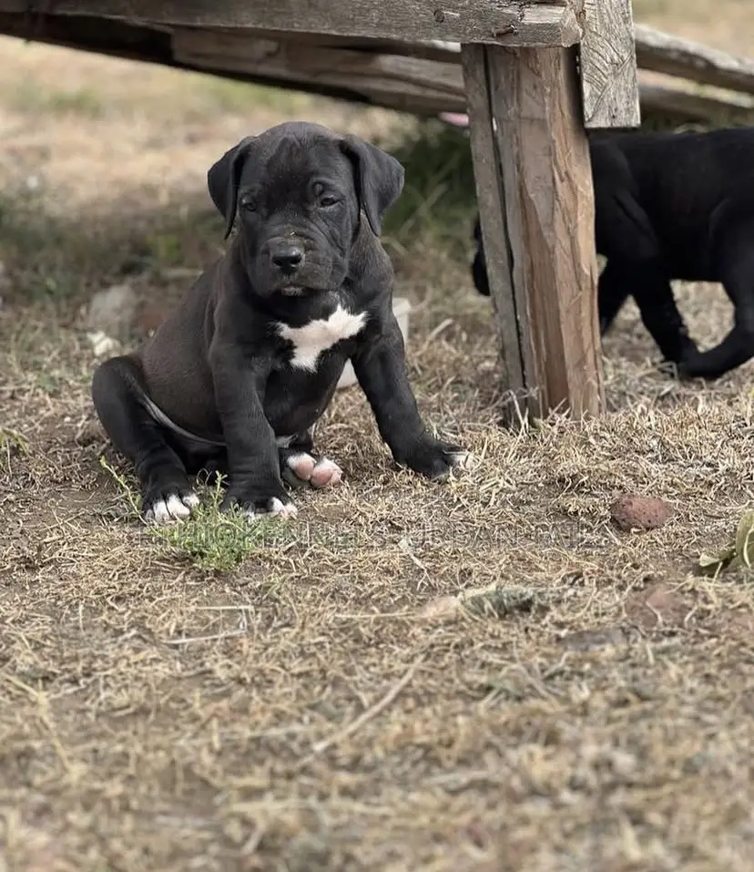 1-3 months Male Purebred Bullmastiff