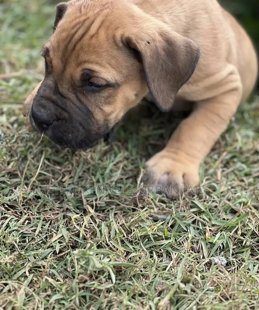 1-3 months Male Purebred Bullmastiff