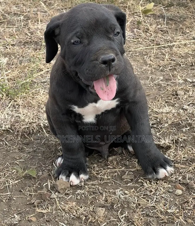 1-3 months Male Purebred Bullmastiff
