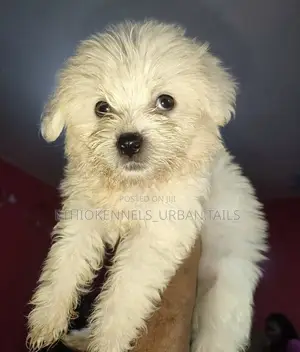 1-3 months Male Purebred Maltese
