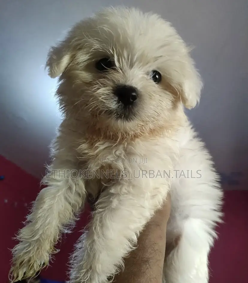 1-3 months Male Purebred Maltese