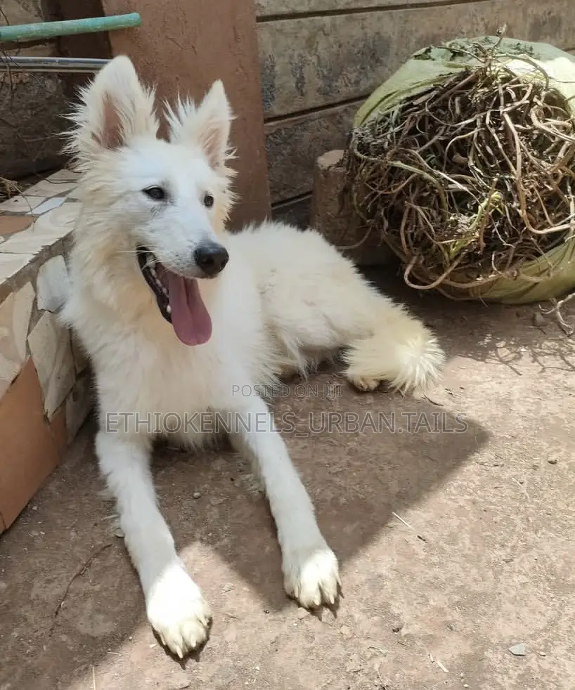 6-12 months Female Purebred German Shepherd