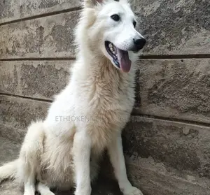 6-12 months Female Purebred German Shepherd