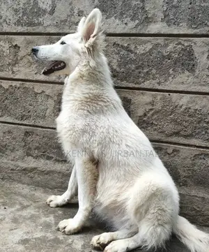 Photo - 6-12 months Female Purebred German Shepherd