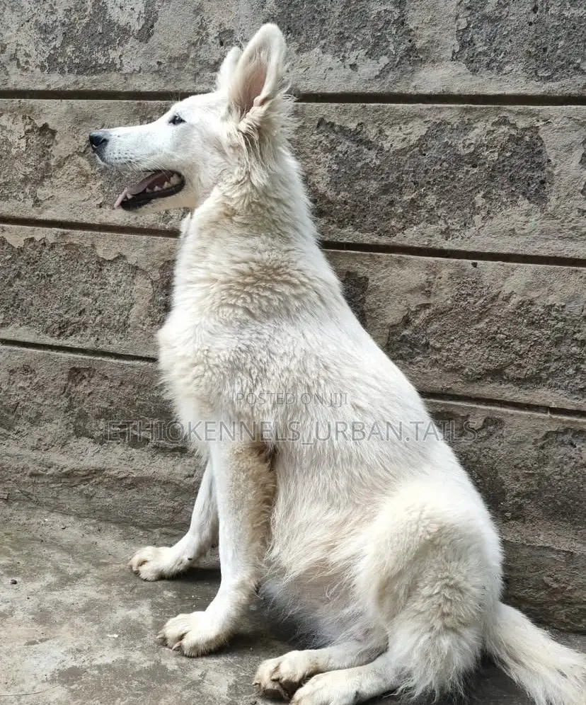 6-12 months Female Purebred German Shepherd