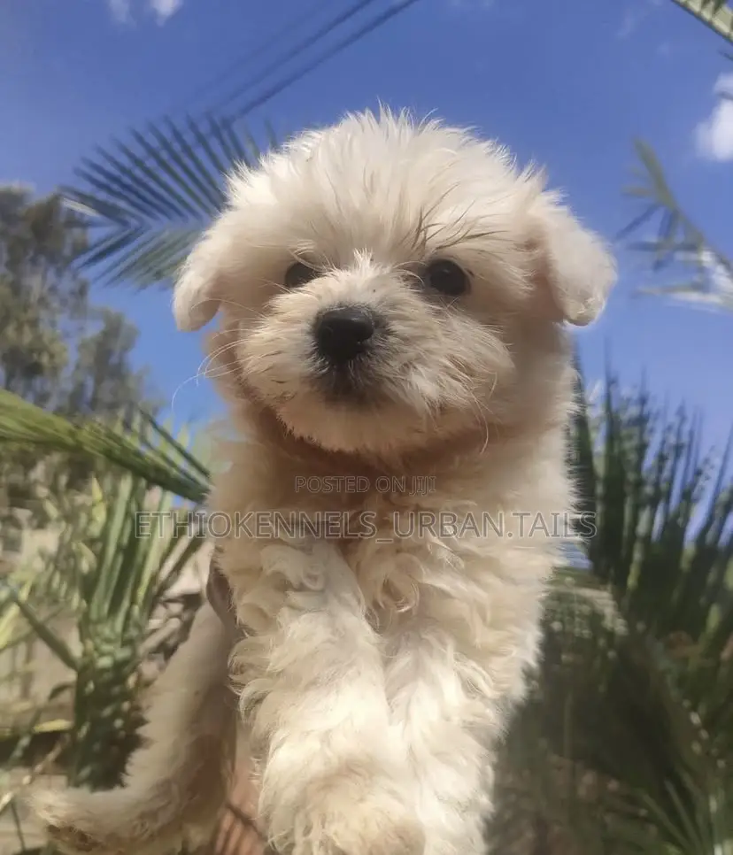 1-3 months Male Purebred Maltese