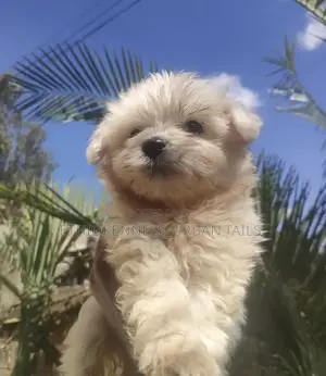 1-3 months Male Purebred Maltese