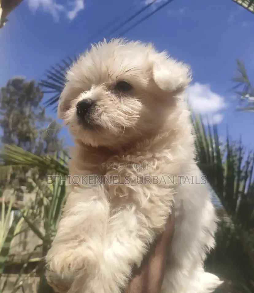 1-3 months Male Purebred Maltese