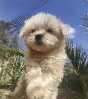1-3 months Male Purebred Maltese