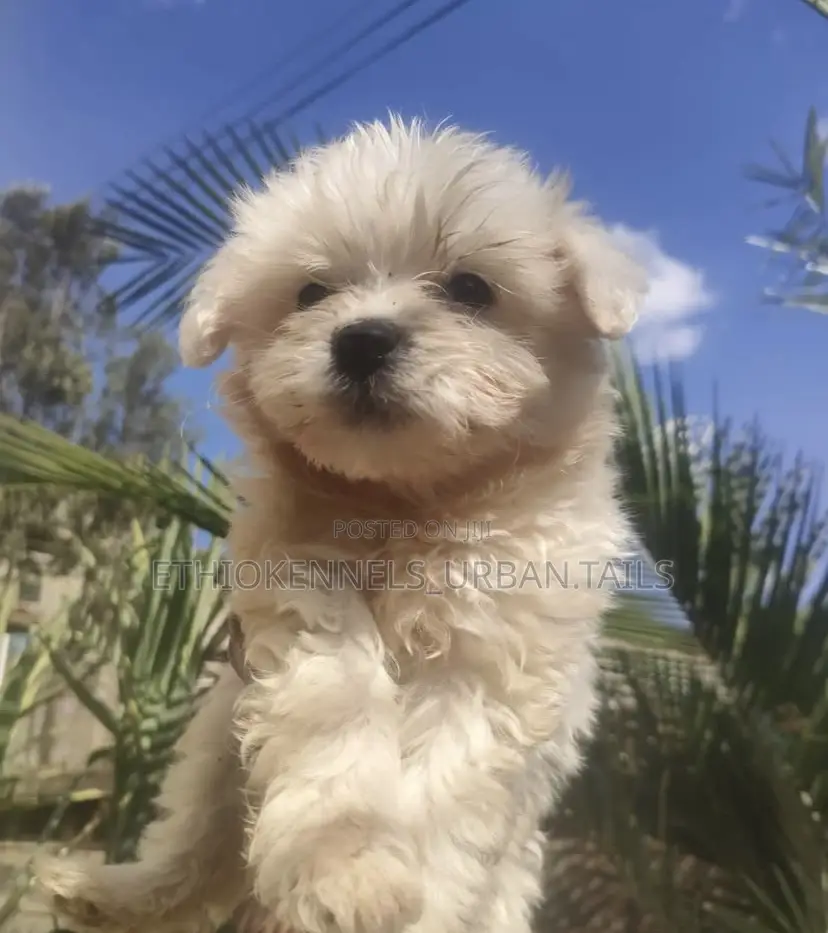 1-3 months Male Purebred Maltese