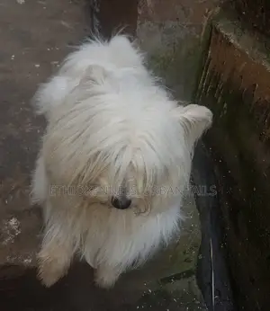 Photo - 6-12 months Male Purebred Maltese