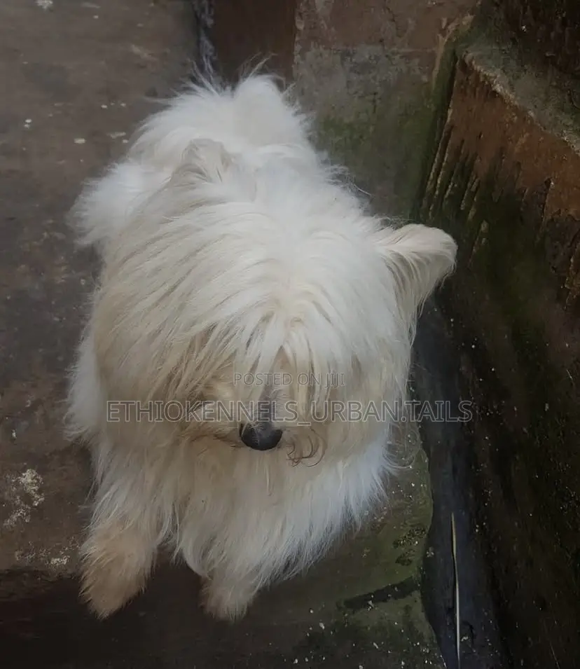 6-12 months Male Purebred Maltese