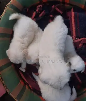 Photo - 1-3 months Male Mixed Breed Maltese