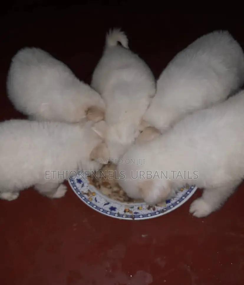 1-3 months Male Mixed Breed Maltese