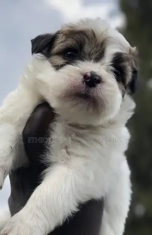 Photo - 1-3 months Male Mixed Breed Maltese