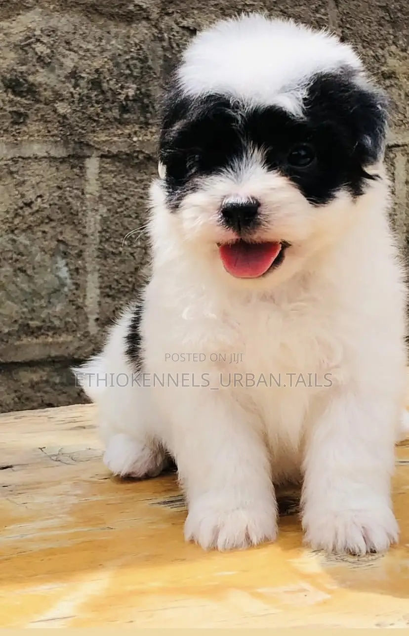 1-3 months Male Mixed Breed Maltese