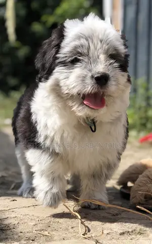 1-3 months Male Mixed Breed Maltese