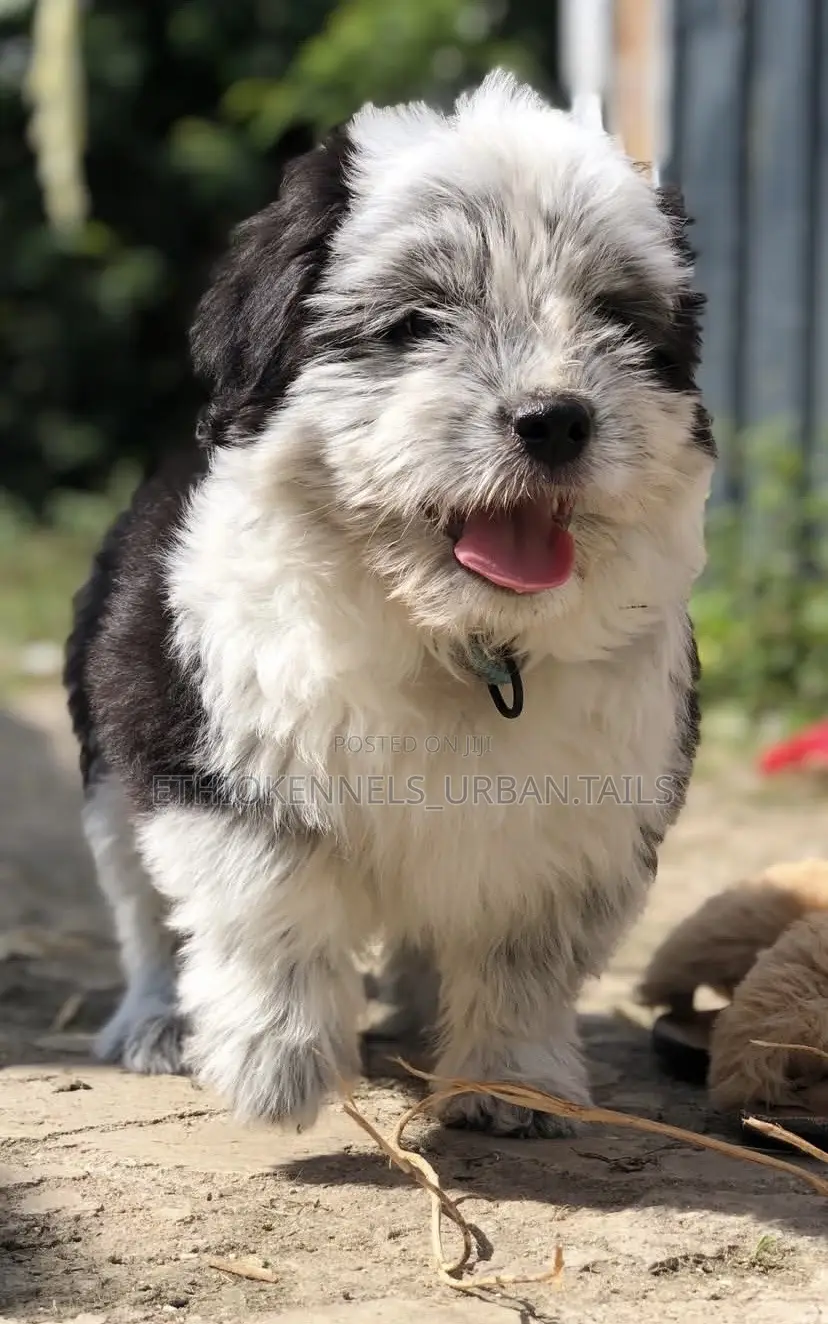 1-3 months Male Mixed Breed Maltese