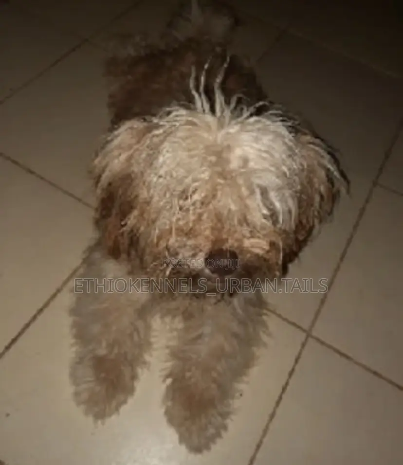 6-12 months Male Mixed Breed Maltese