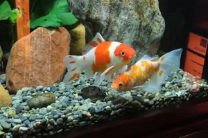 Aquarium Fish የአኩዋሪየም አሳ