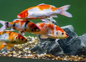 Aquarium Fish የአኩዋሪየም አሳ